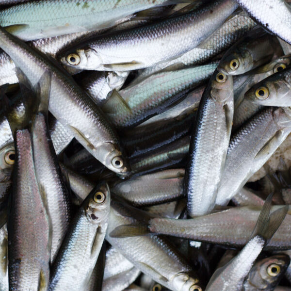 Sild til chum (10 kg)